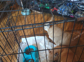 To rehome