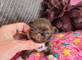 Gorgeous quality chocolate chihuahua longcoats