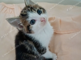 Tabbie cute girl ready now Bradford.