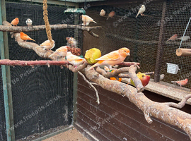 Young canaries for sale