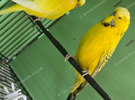 Texas clear body budgies for sale