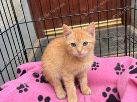 1 Male Kitten for sale