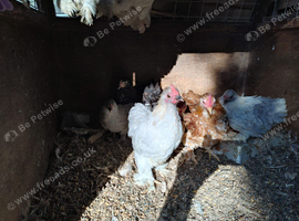 Pekin bantam cockrells