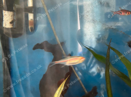 FREE Tropical Fish + Plec