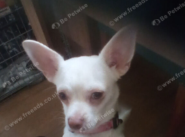 Female Chihuahua pup