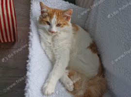 Beautiful Kitten male