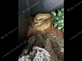 3 x adult female royal pythons with setup