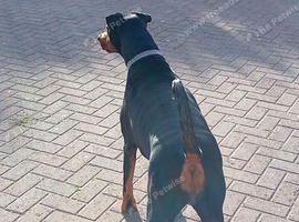 Female doberman