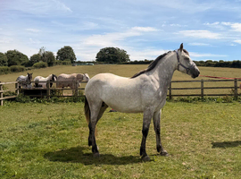 4yr old Dun Mare Irish draught x