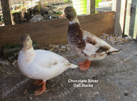 A Pair of Chocolate Silver Call Ducks