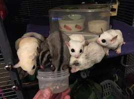 6 bonded sugar gliders and all set up