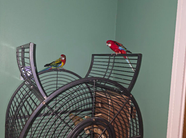 Breeding pair of rosella for sale