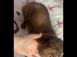 3 gorgeous dachshund puppies