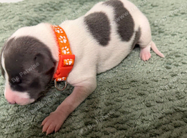 whippet puppy&rsquo;s blue/brindle blue/white