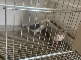 Pair of cockatiels