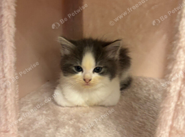Ragdoll kittens
