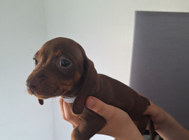 Miniature dachshund