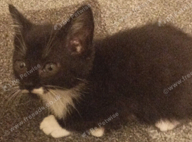 Adult female cat and 2 kittens