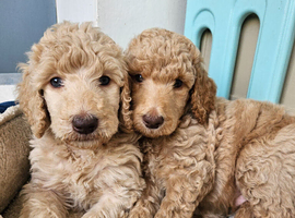 Kc Standard poodles