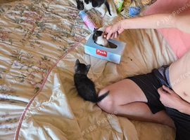 Litter of kittens
