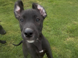 Lurcher pups