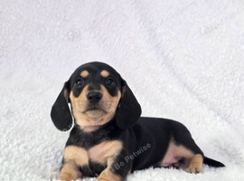 Quality Miniature Dachshunds