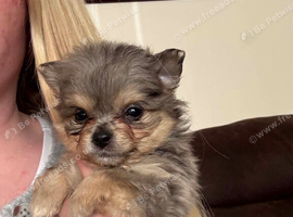 Beautiful Pomchi&rsquo;s