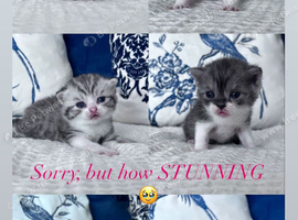 Beautiful British shorthair kittens