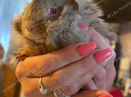 Two adorable baby girls for sale