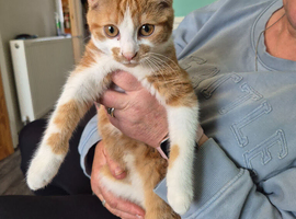 Ginger and white female kitten