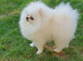 KC White pomeranian PROVEN STUD DUTIES ONLY