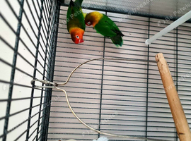 Bonded pair of Parrotlets. Ideal for breeding