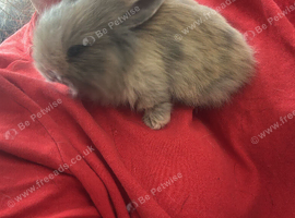 2 mini lion lops