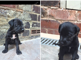 First cross Bedlington x whippet puppies