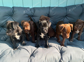 Beautiful Patterdale Puppies