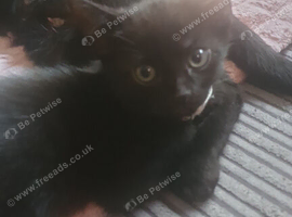 Black kitten