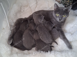 Russian blue babies stunning