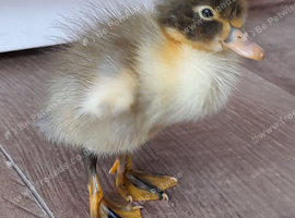 Indian runner cross cayuga ducklings