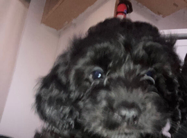 Toy poodles for sale