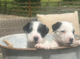 Parson Terrier pups for sale