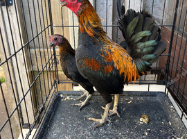 Pair oxford game bantams