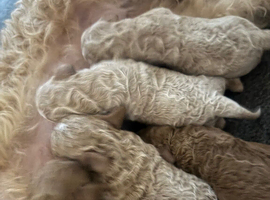 Cockapoo puppies! READY TO LEAVE.