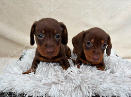 5 Dachshund Boys  available