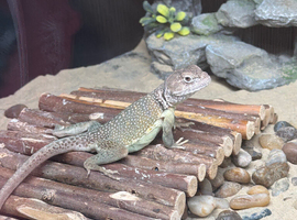 Eastern collared lizard