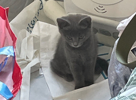Girl and girl kittens