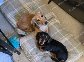 2 &times;6 month old miniature longhair daschund puppies