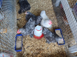 Cheapest pekins on line 6 speckled black young