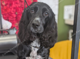 3 year old female cocker spaniel