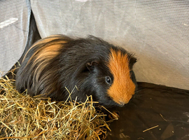 Short and long hair male guinea pigs
