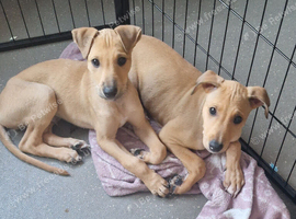 Alaunt x bullgrey lurcher puppies